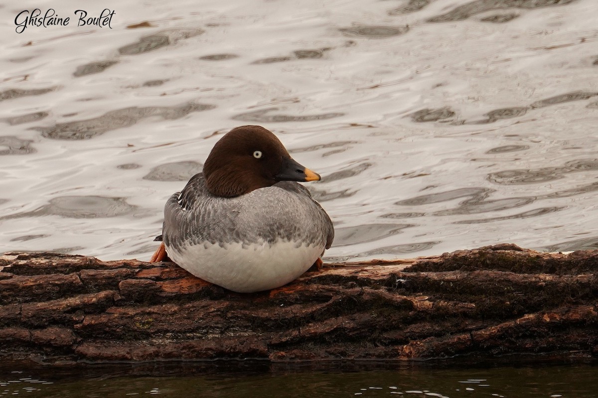 Common Goldeneye - ML616120705