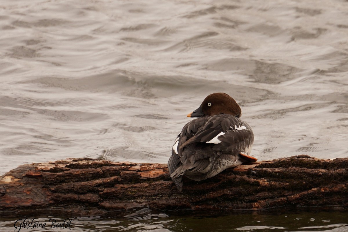 Common Goldeneye - ML616120706