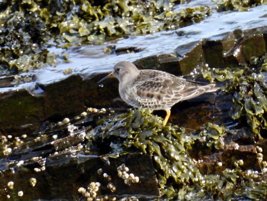 Purple Sandpiper - ML616120732