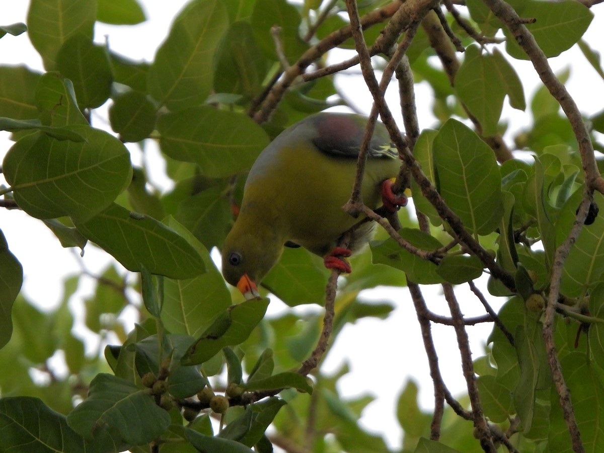 African Green-Pigeon - ML616120745