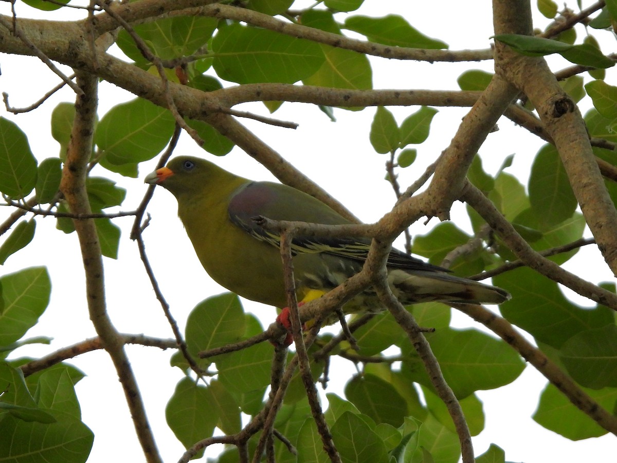 African Green-Pigeon - ML616120747