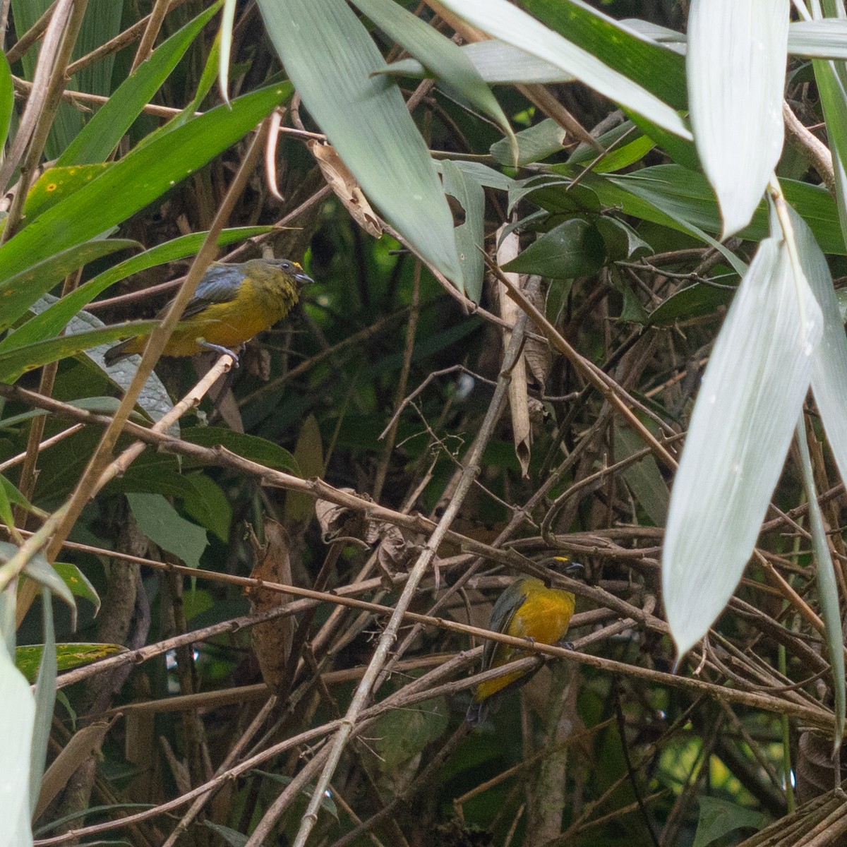 Bronze-green Euphonia - ML616120753