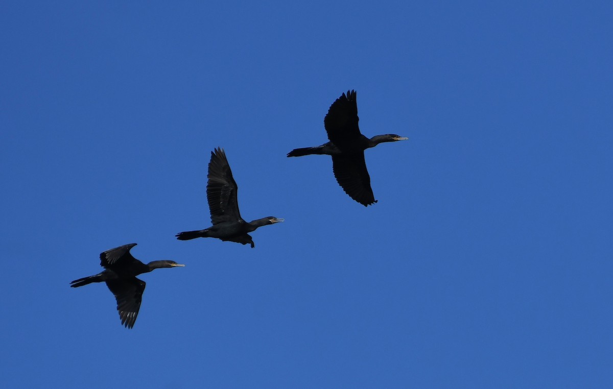 Neotropic Cormorant - ML616120760