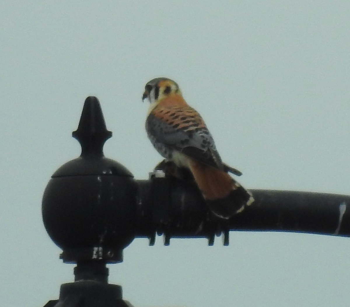 American Kestrel - ML616120823