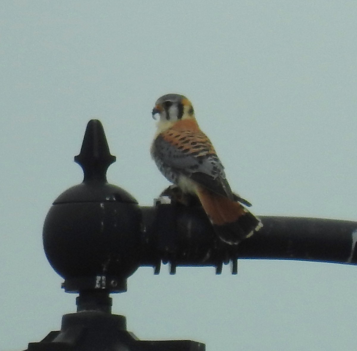 American Kestrel - ML616120824