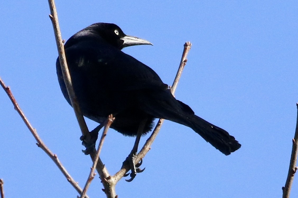 Boat-tailed Grackle - Trudy Rottino