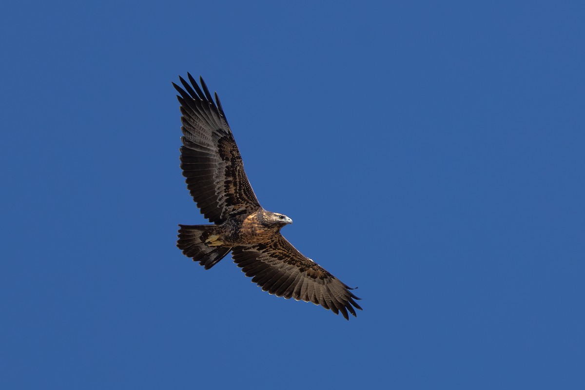 Black-chested Buzzard-Eagle - Dave Howes