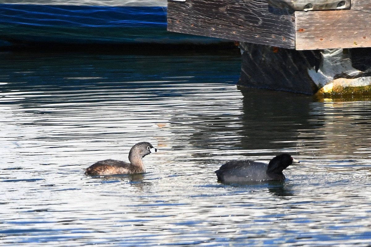 Pied-billed Grebe - ML616120850