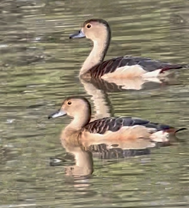 Lesser Whistling-Duck - ML616120866