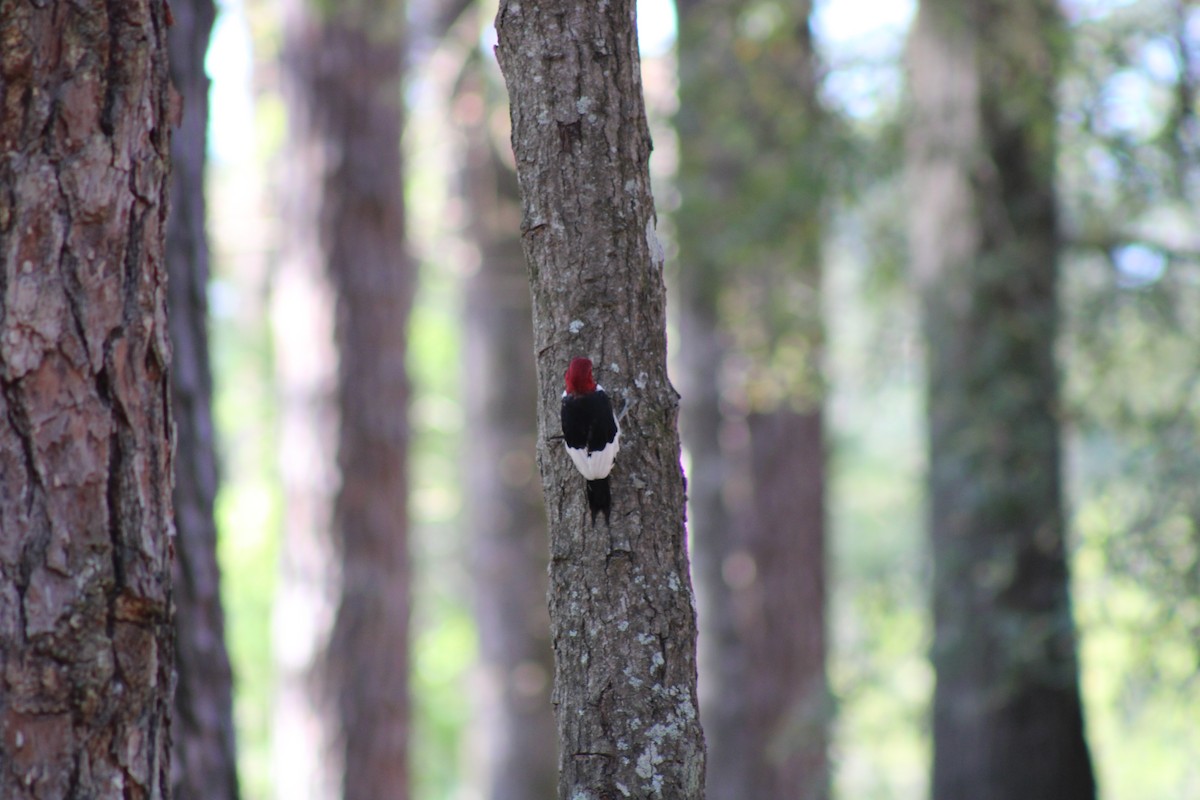 Red-headed Woodpecker - ML616120886
