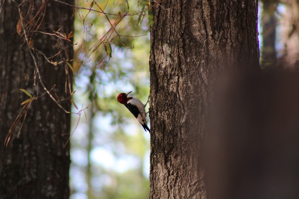 Red-headed Woodpecker - ML616120887