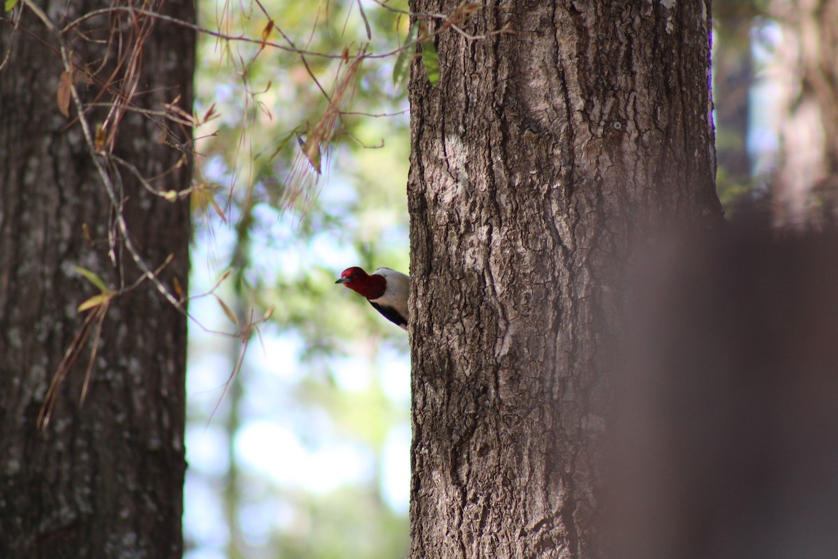 Red-headed Woodpecker - ML616120888