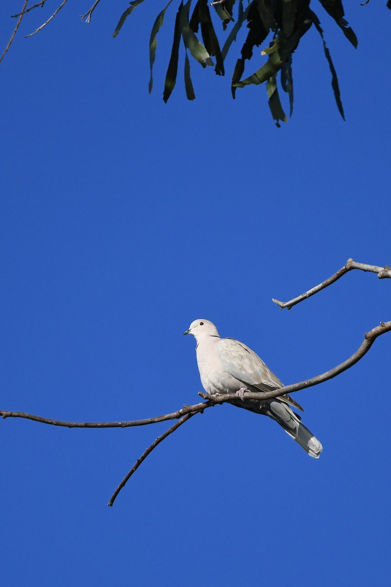 Eurasian Collared-Dove - ML616120891