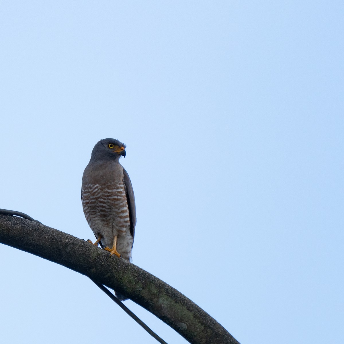 Roadside Hawk - ML616120896