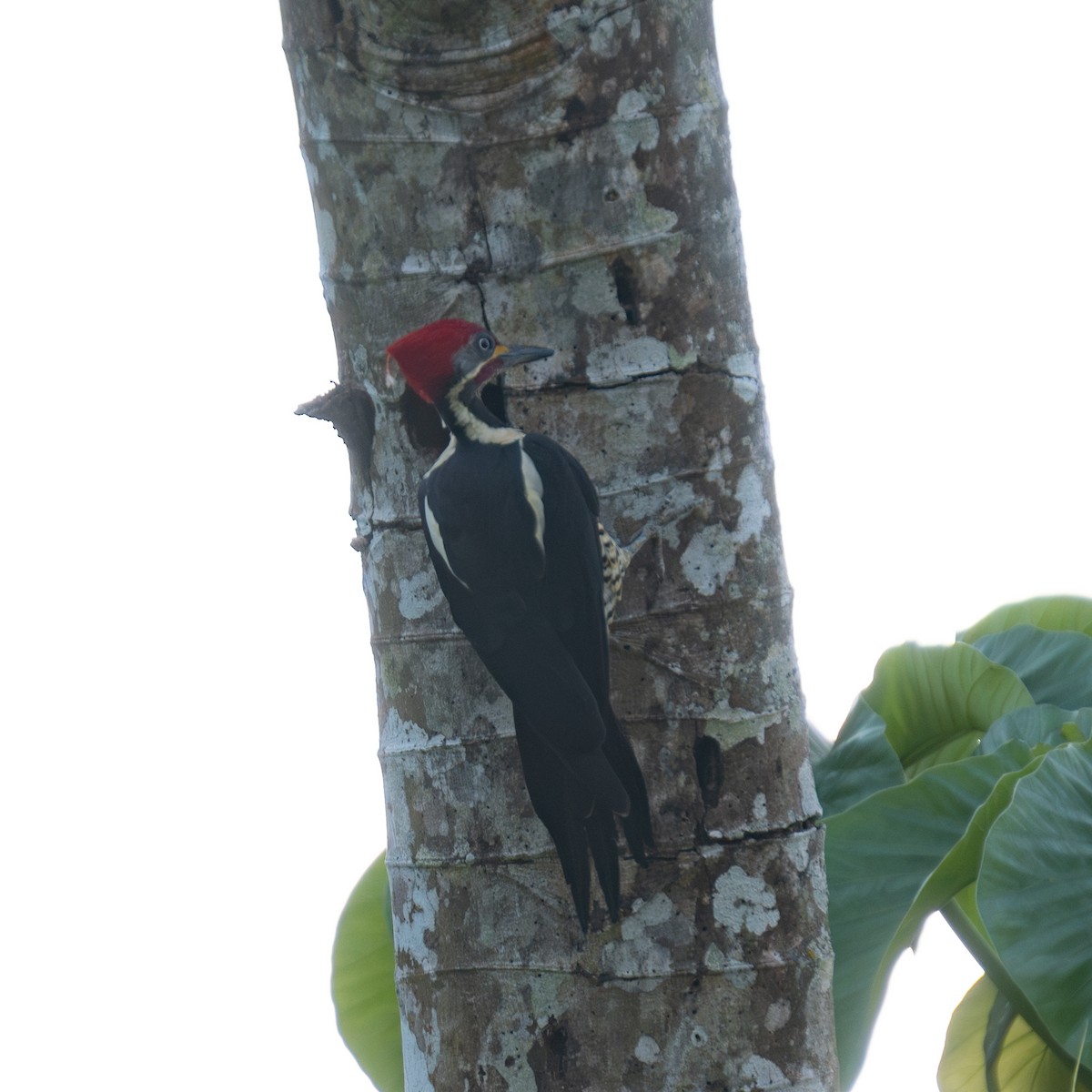 Lineated Woodpecker - ML616120906