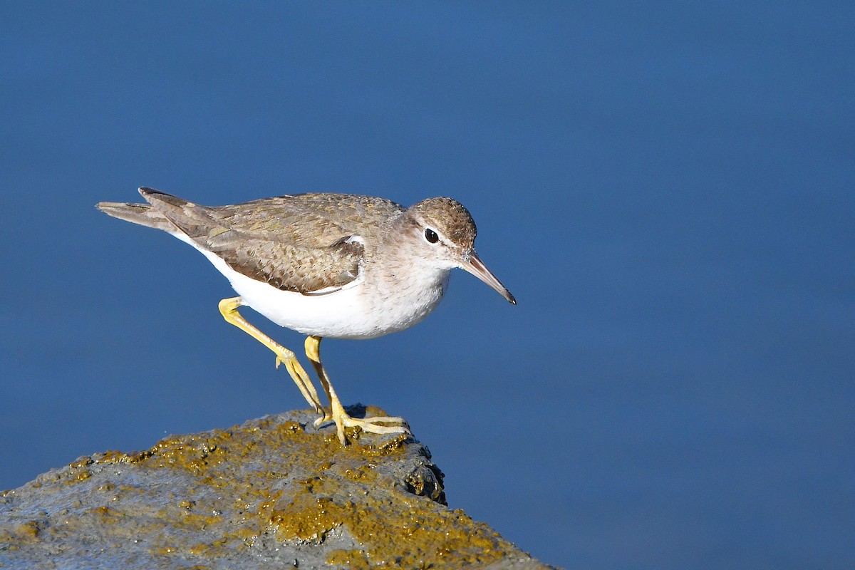 Spotted Sandpiper - ML616120932