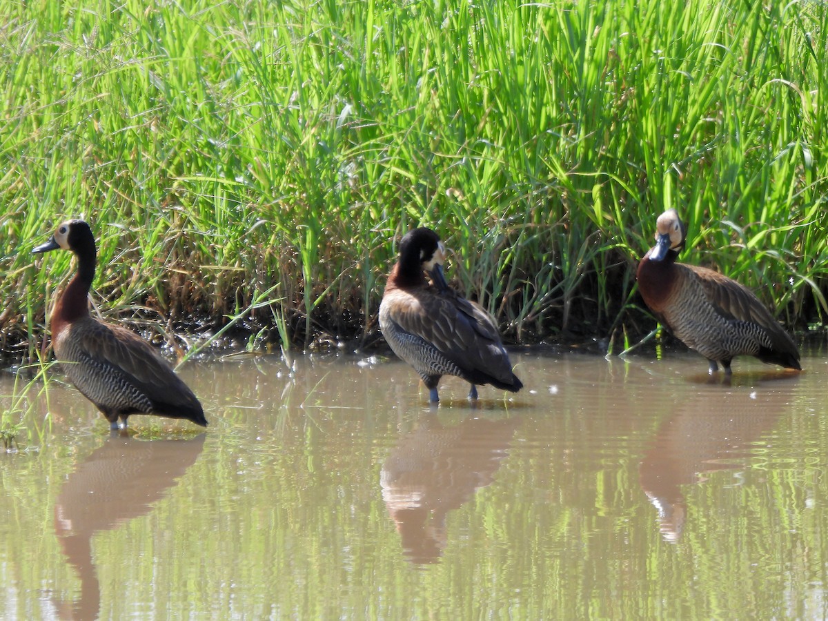 White-faced Whistling-Duck - ML616120954