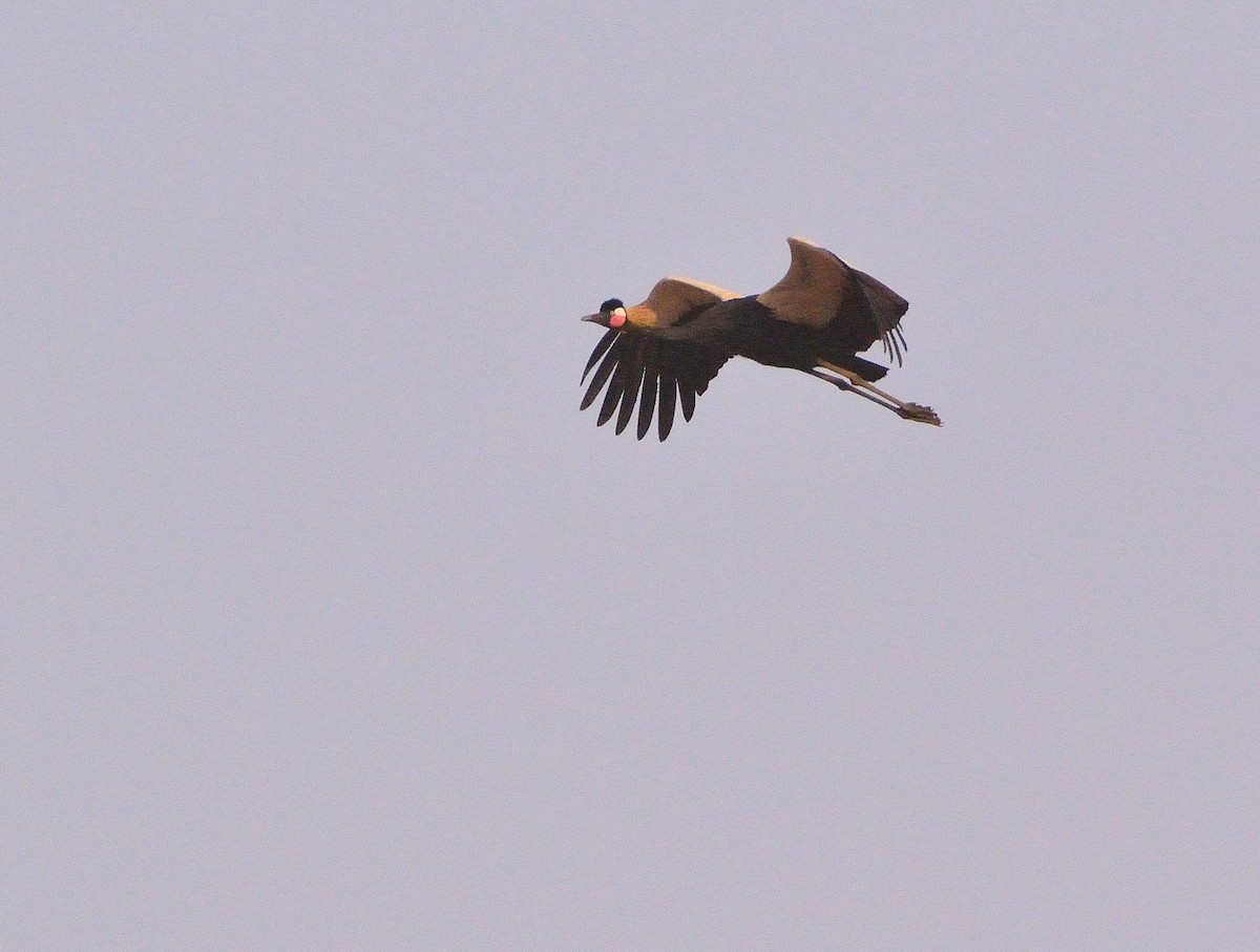 Black Crowned-Crane - ML616121010