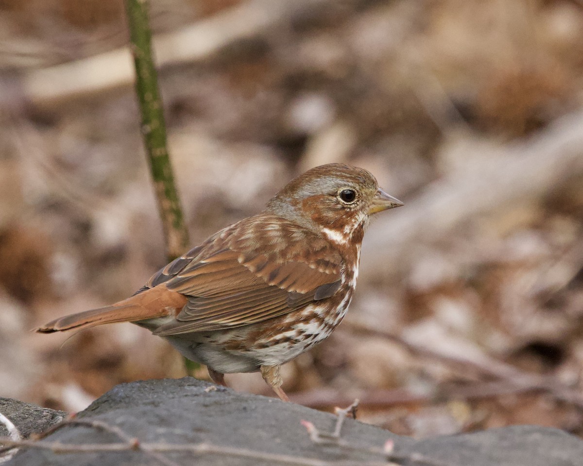 Fox Sparrow - ML616121132