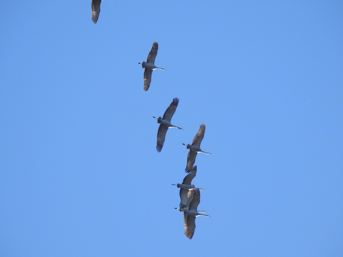 Sandhill Crane - Adam Panto   📷