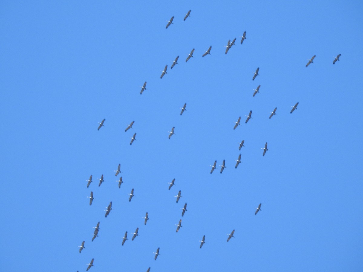 Sandhill Crane - Adam Panto   📷