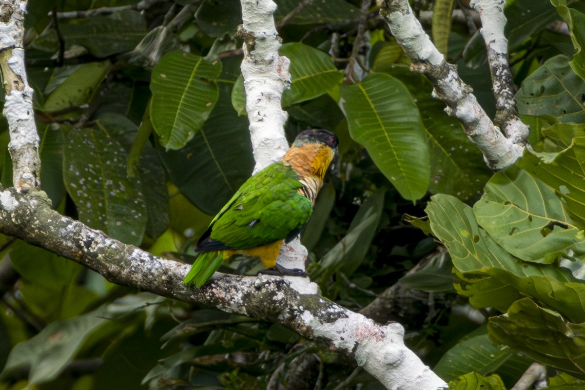 Black-headed Parrot - ML616121220