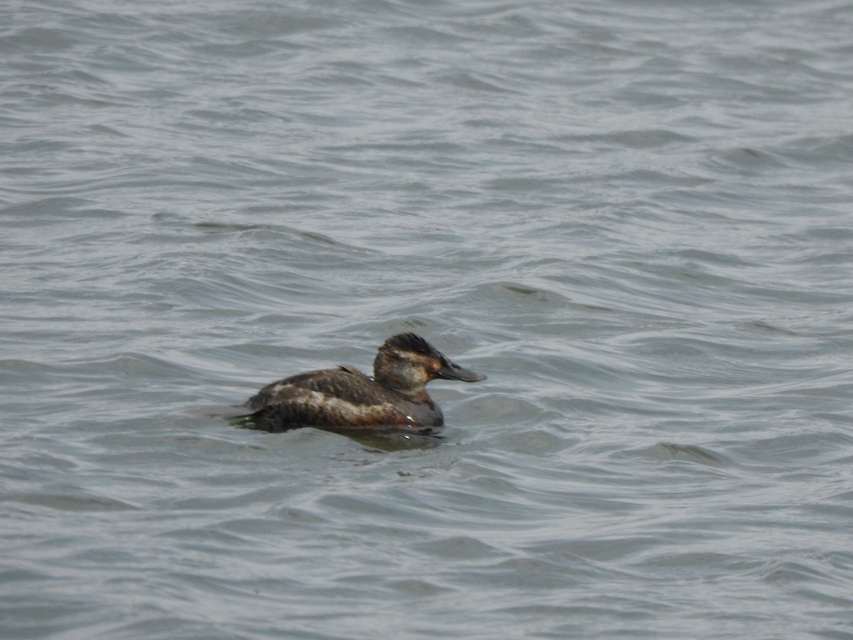 Ruddy Duck - ML616121225