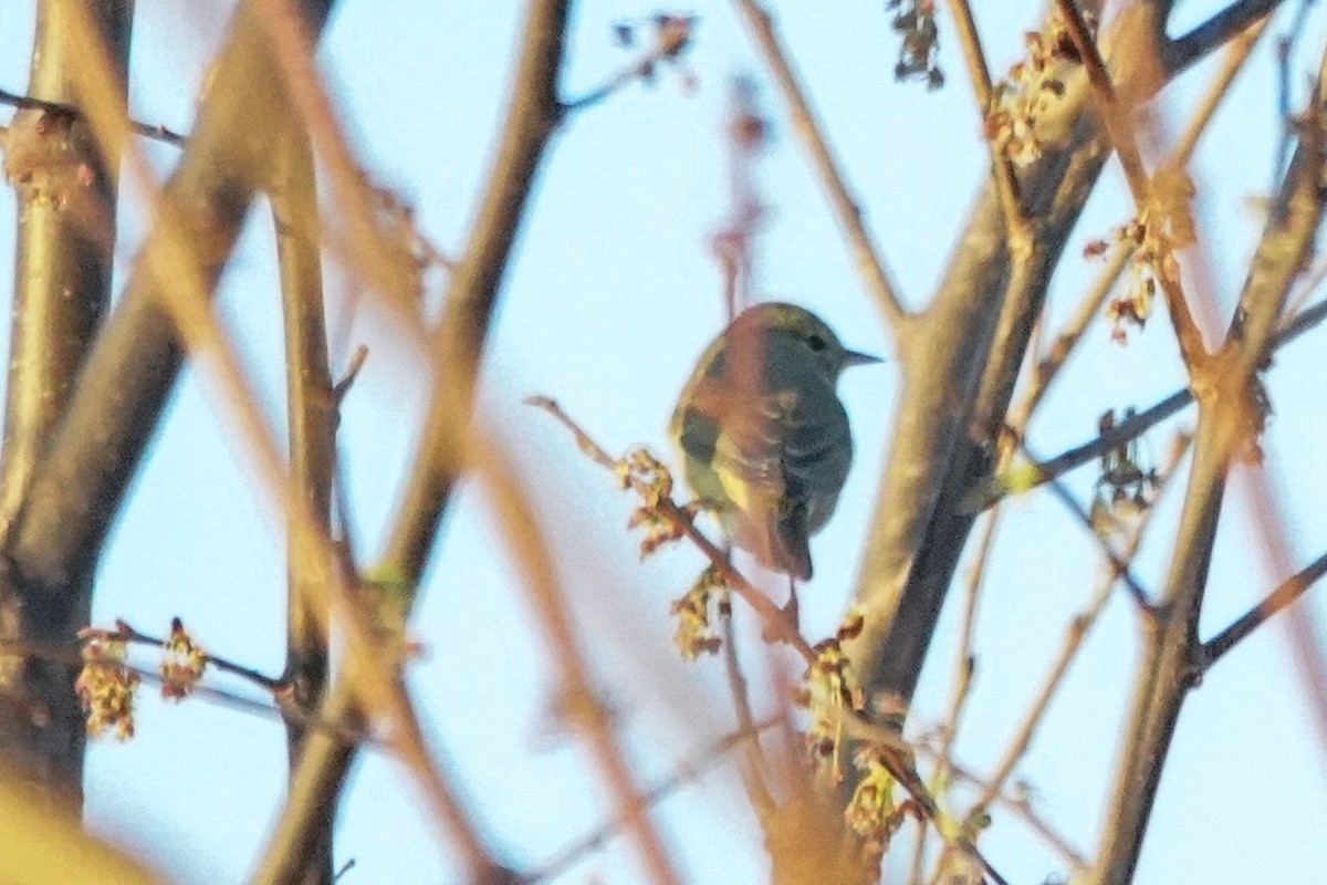 Orange-crowned Warbler - Nick Huber