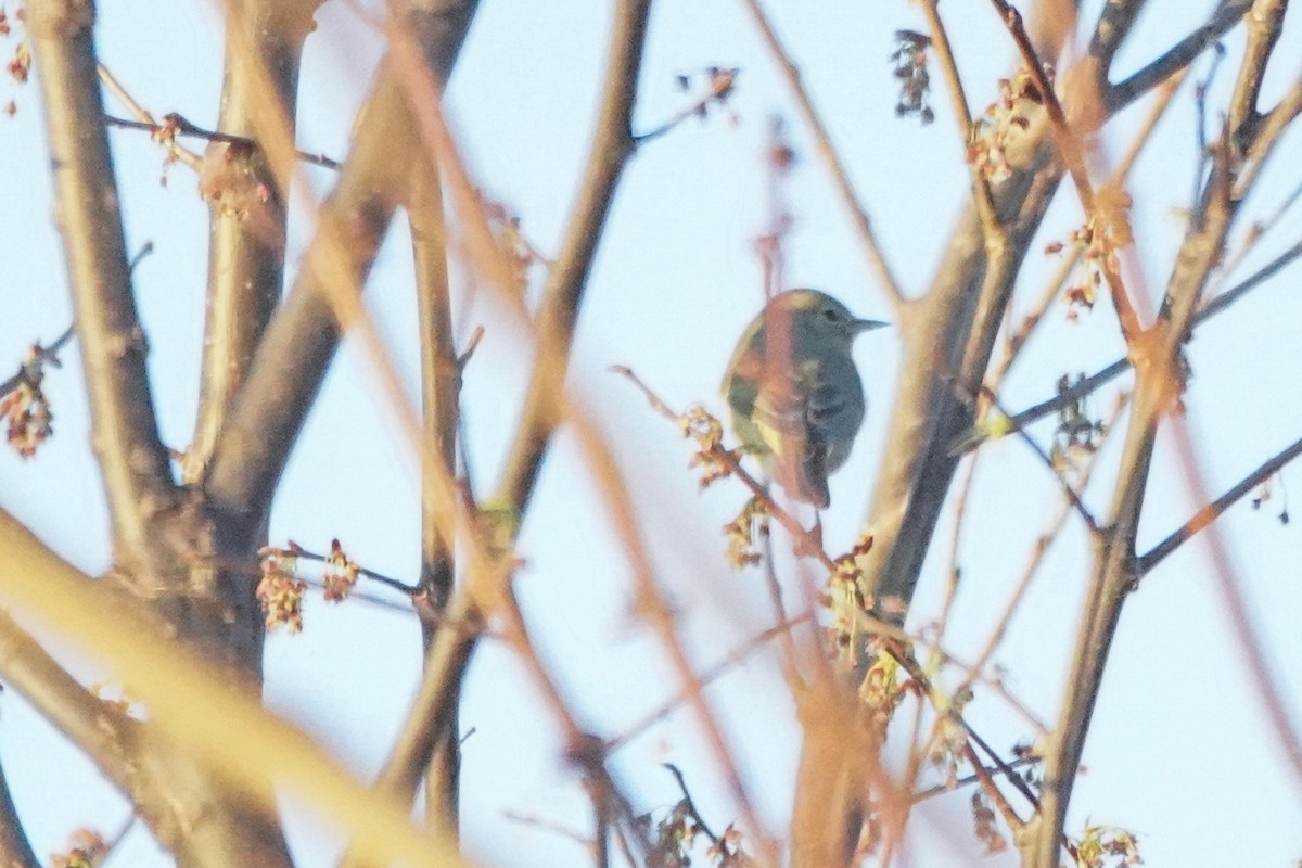 Orange-crowned Warbler - Nick Huber