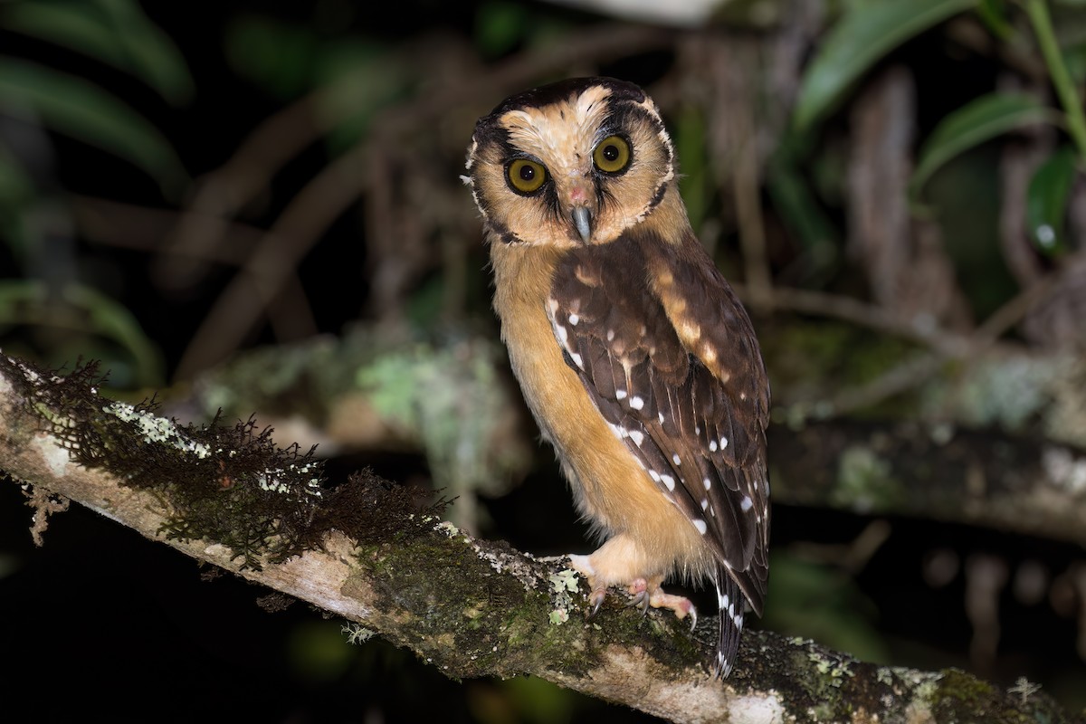 Buff-fronted Owl - Chris Venetz | Ornis Birding Expeditions