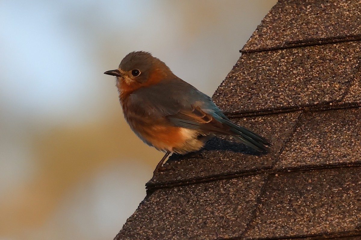 Eastern Bluebird - PJ Pulliam