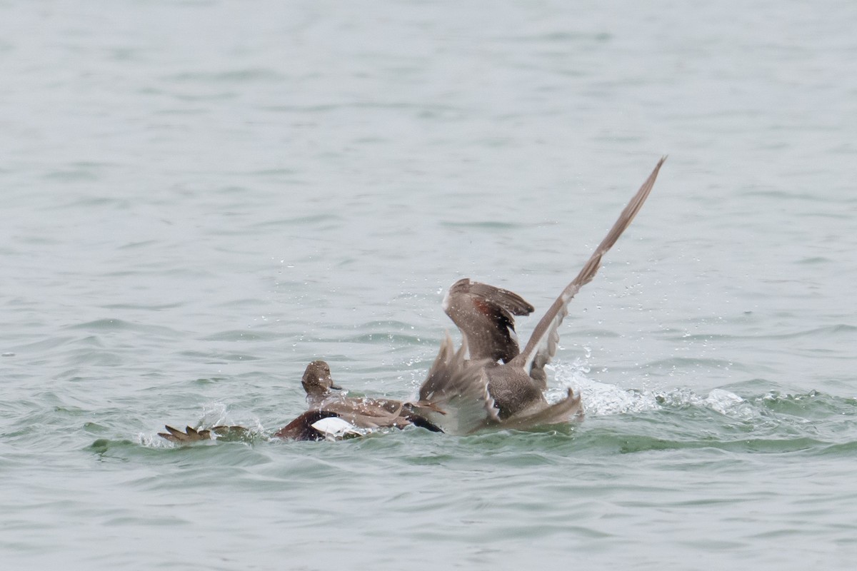 Gadwall - ML616121426