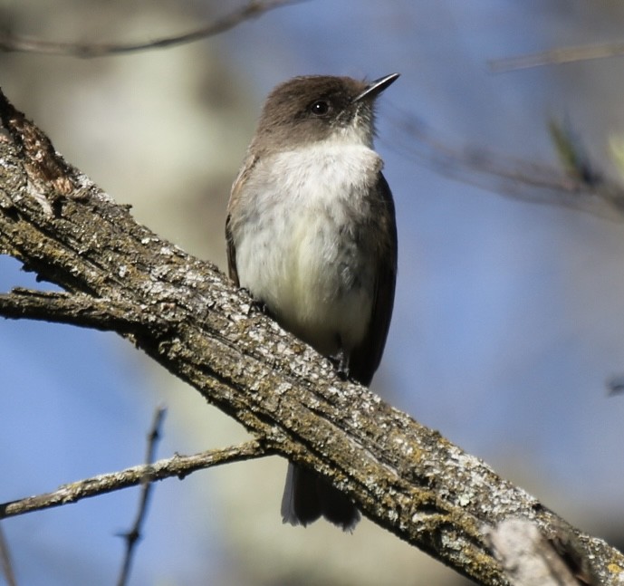 Eastern Phoebe - ML616121435