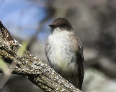 Eastern Phoebe - ML616121436