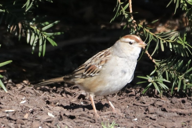 Bruant à couronne blanche - ML616121490