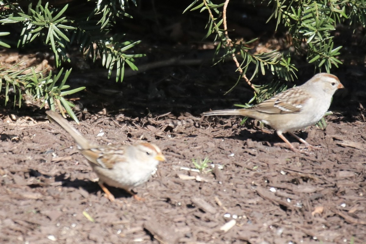 White-crowned Sparrow - ML616121491