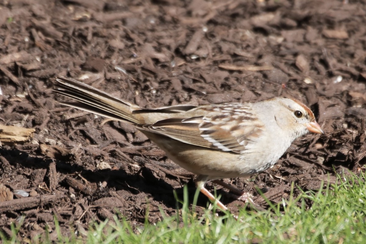 White-crowned Sparrow - ML616121492