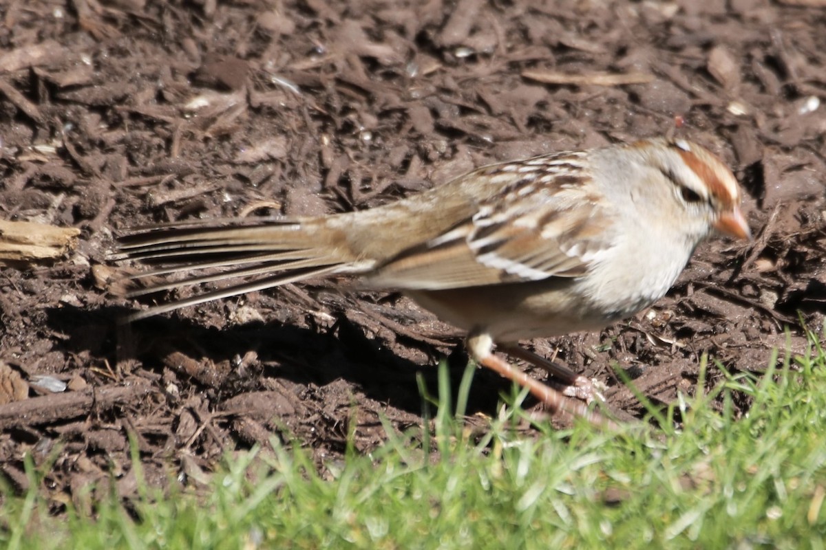 White-crowned Sparrow - ML616121493
