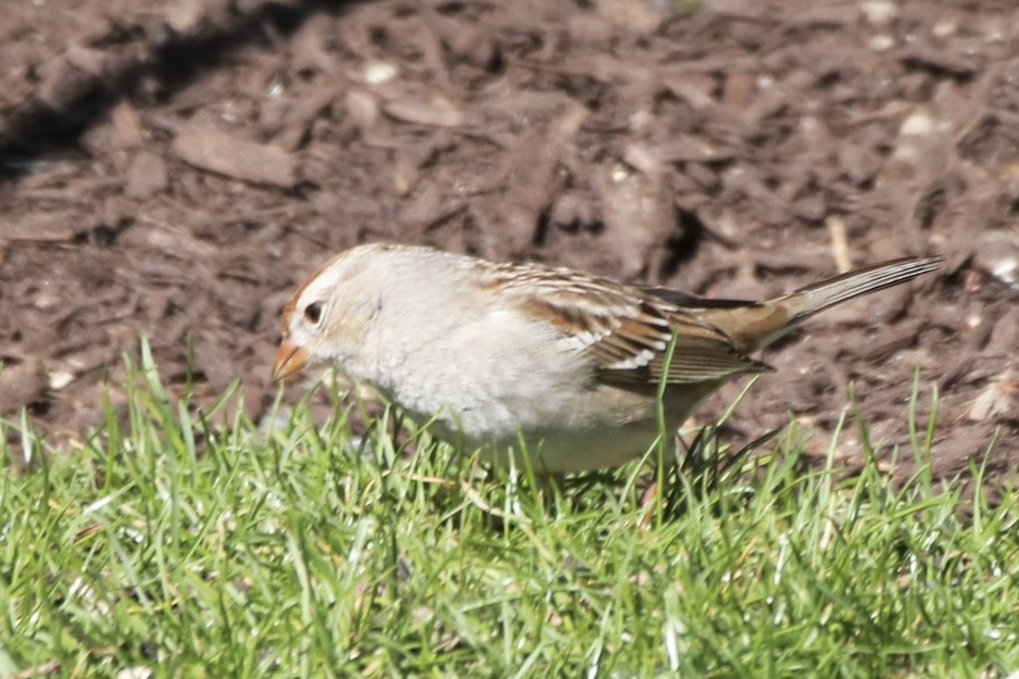 White-crowned Sparrow - ML616121494