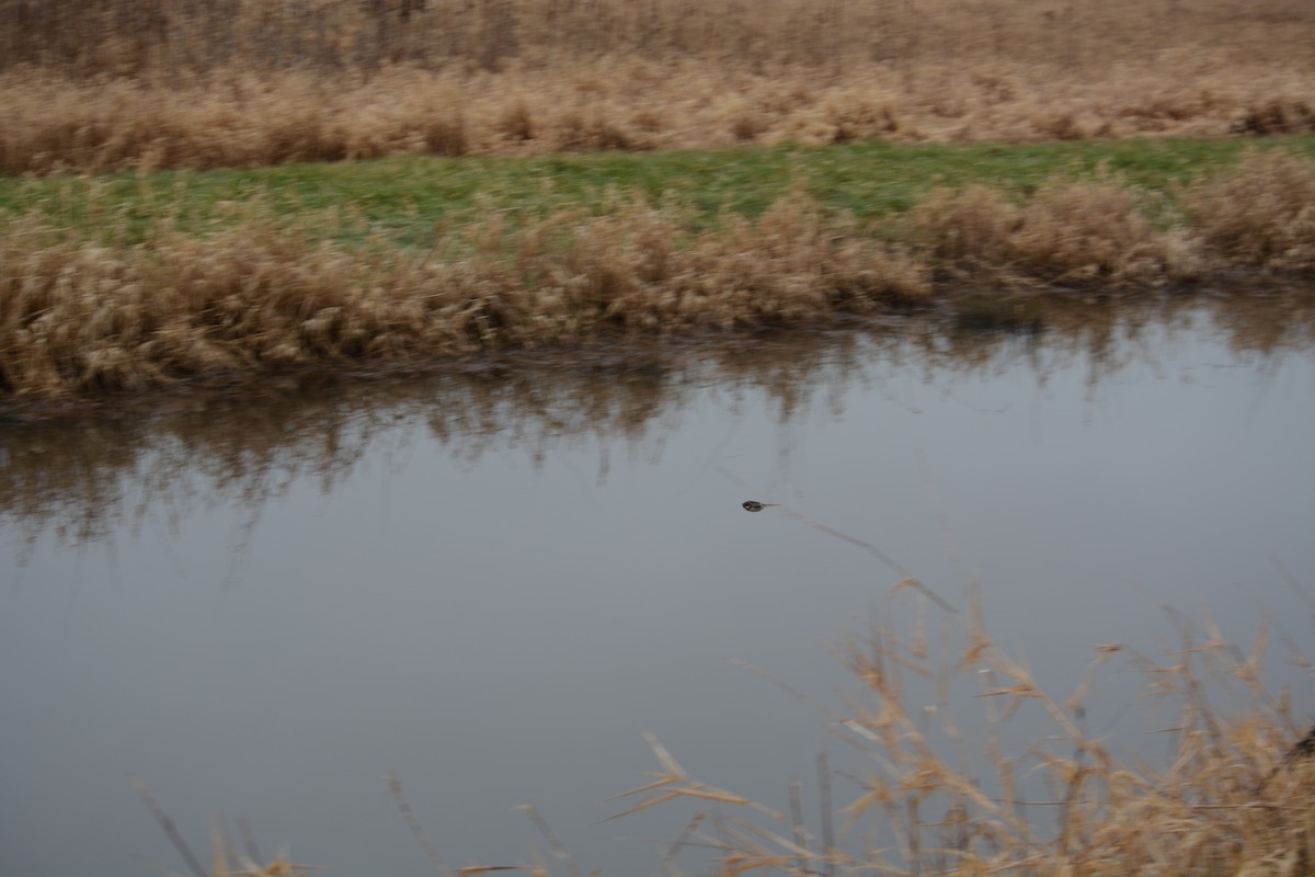 Barn Swallow - ML616121515