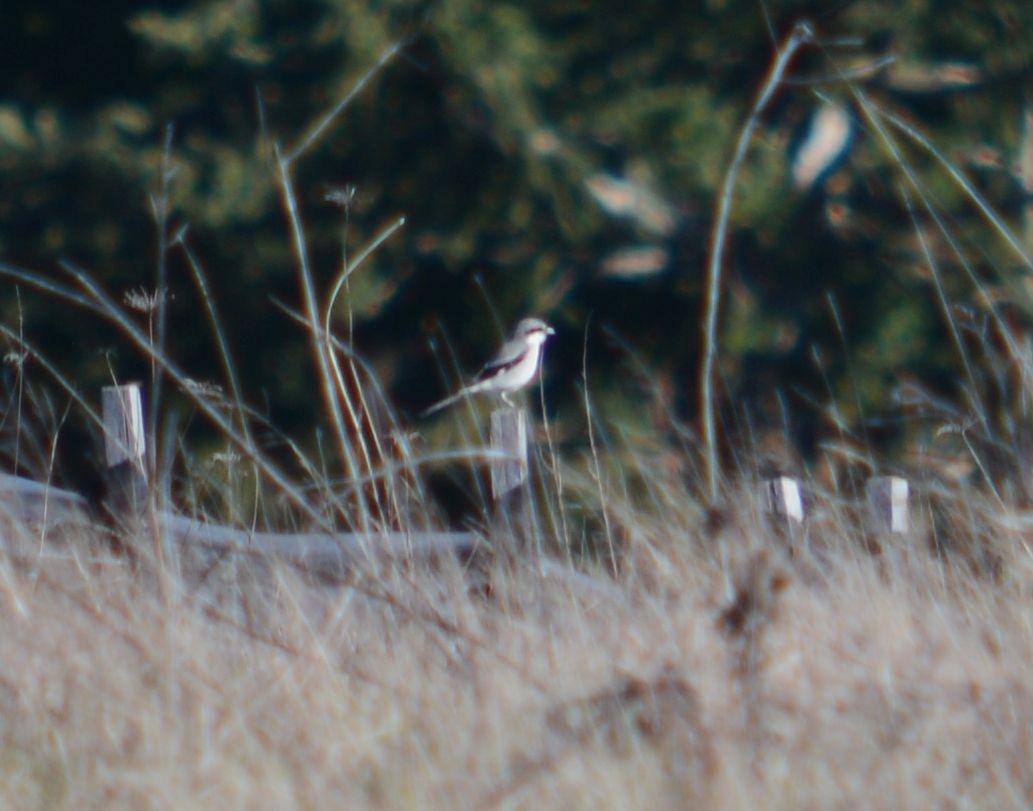 Northern Shrike - ML616121565