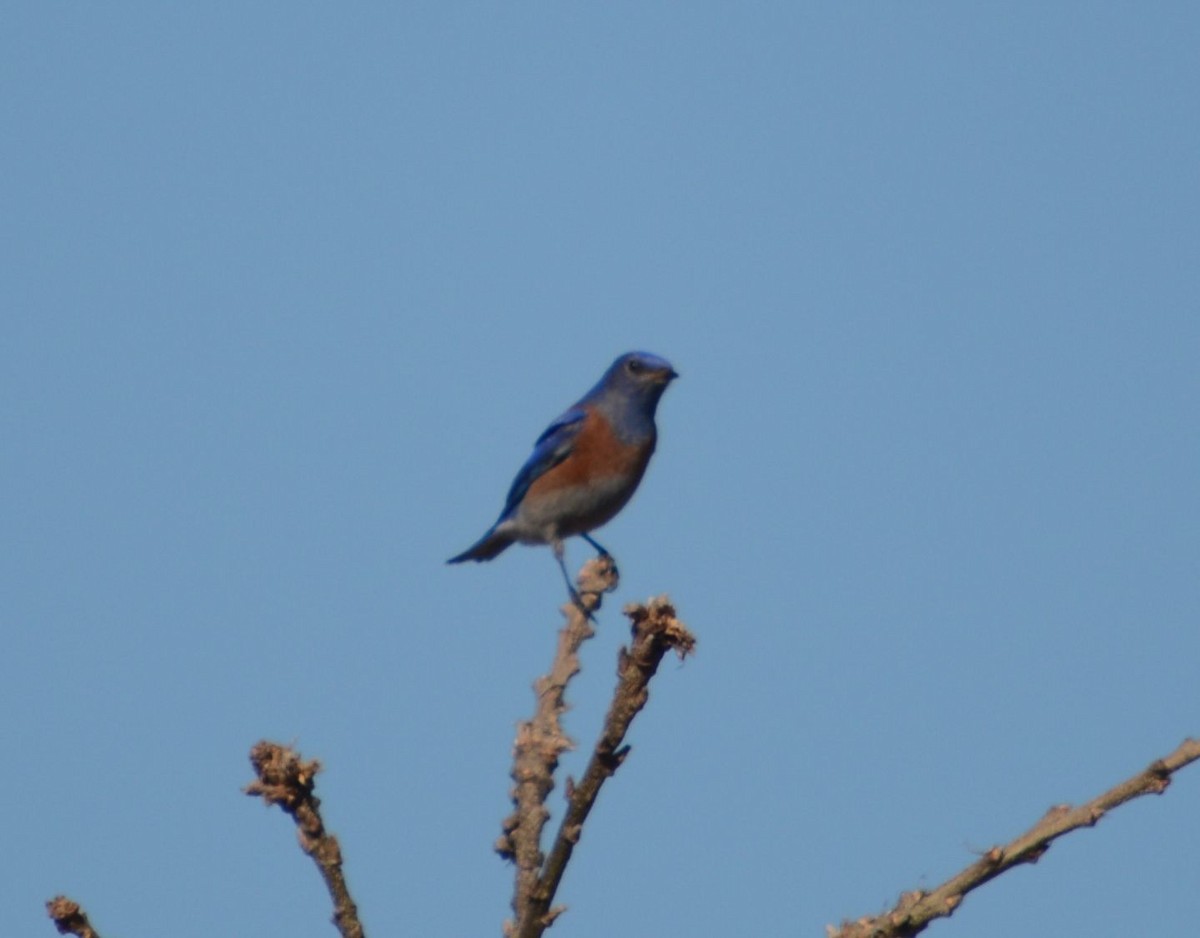 Western Bluebird - ML616121583