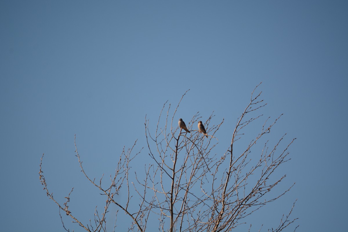 American Kestrel - Daniel Newberry