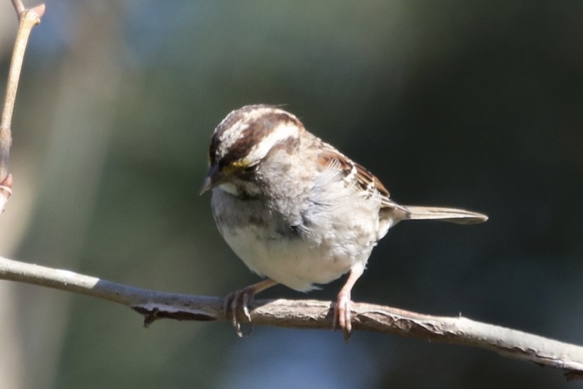 White-throated Sparrow - ML616121609