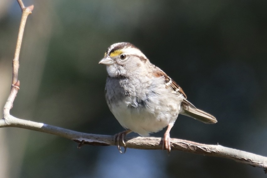 White-throated Sparrow - ML616121610