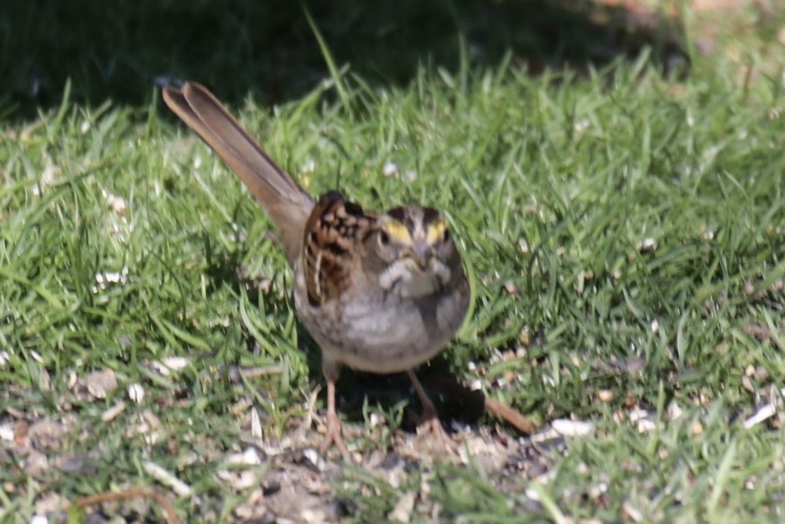White-throated Sparrow - ML616121611