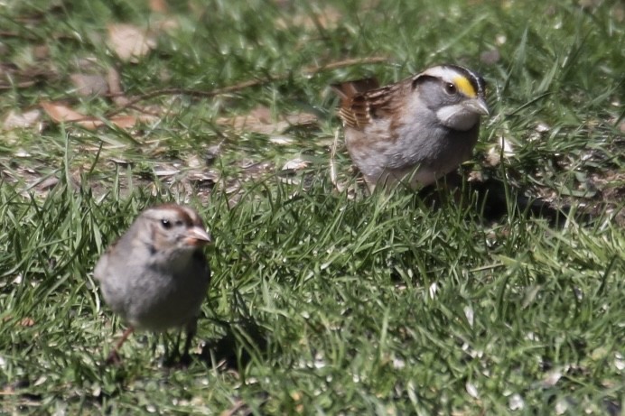 White-throated Sparrow - ML616121614