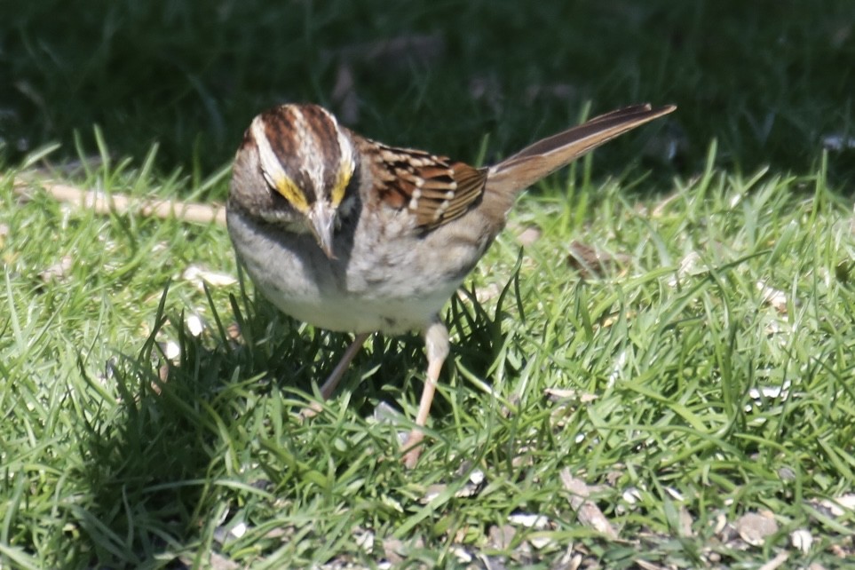 White-throated Sparrow - ML616121615