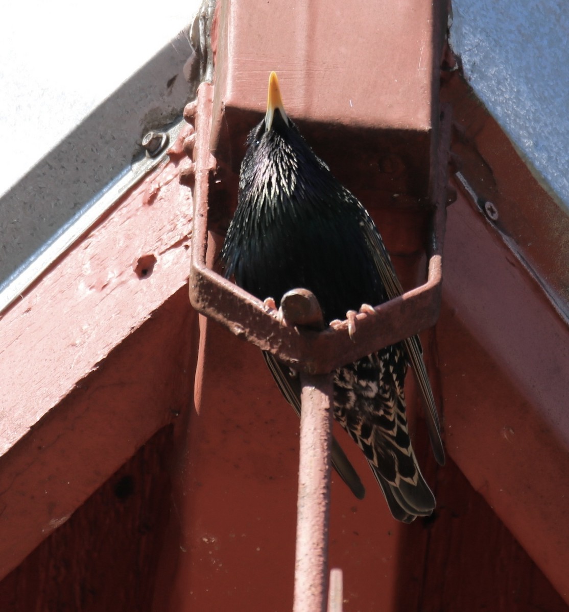 European Starling - ML616121630