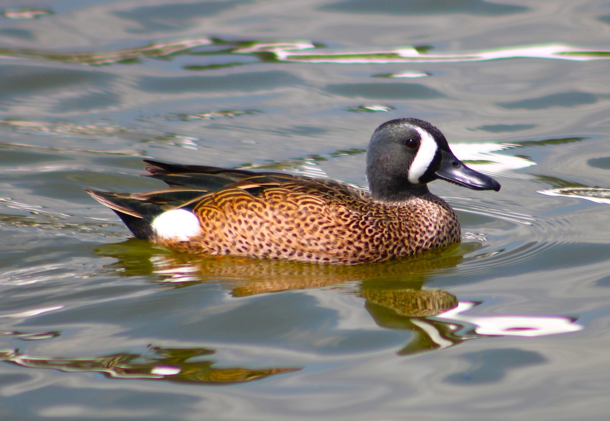 Blue-winged Teal - ML616121637